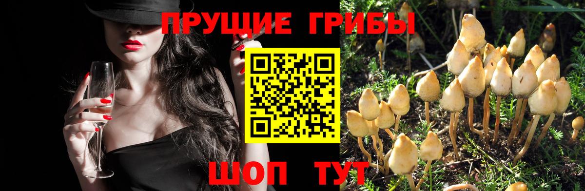 Псилоцибиновые грибы прущие грибы  Псилоцибиновые грибы Psilocybe  Вход с VPN  Клин 